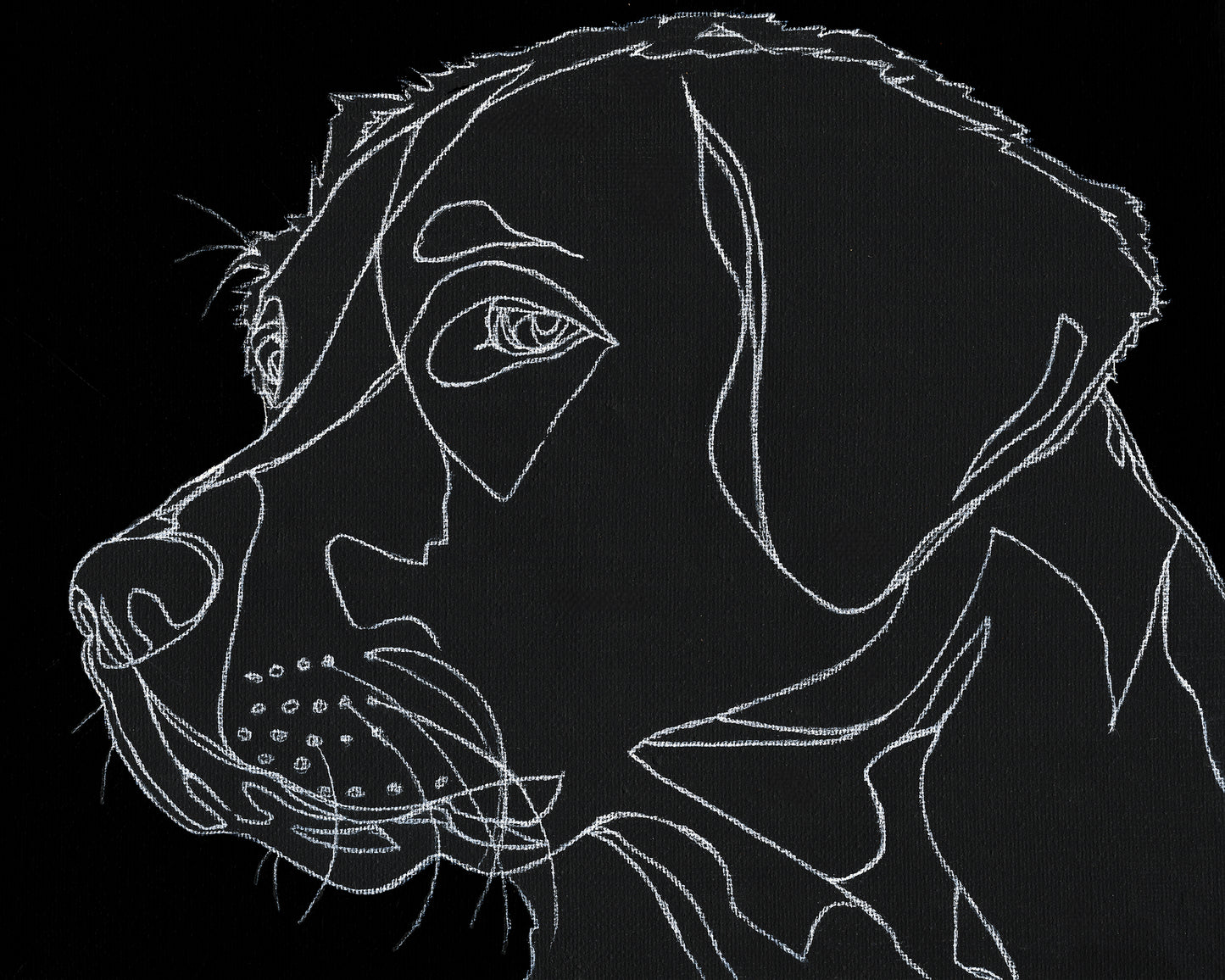 Custom White Charcoal Line Art Pet Portrait on Black Canvas