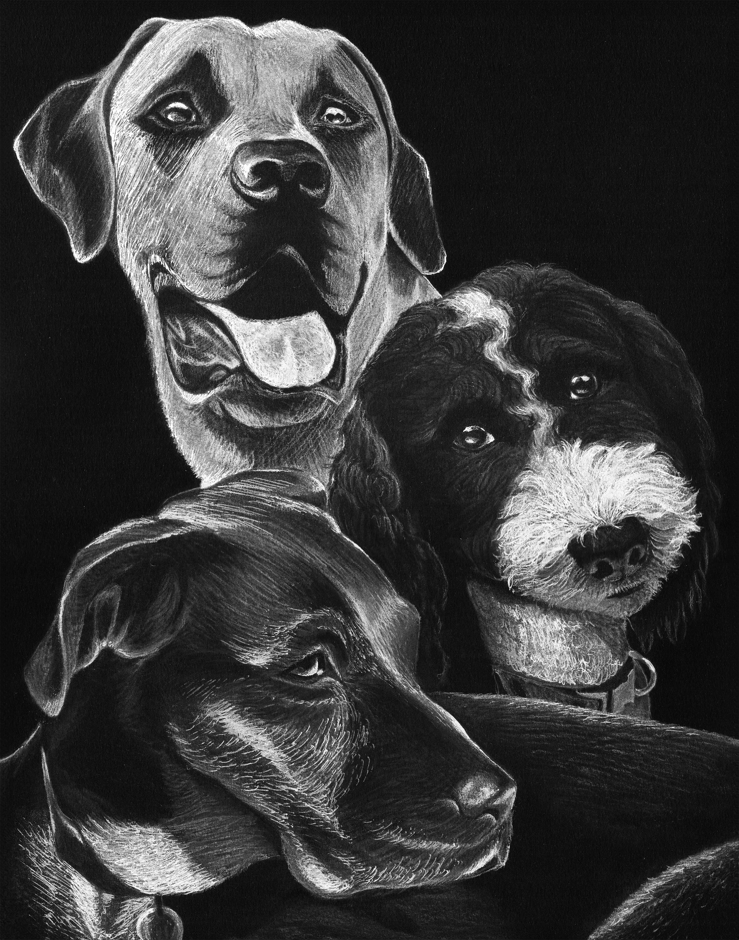 Custom White Charcoal Pet Portrait on Black Paper