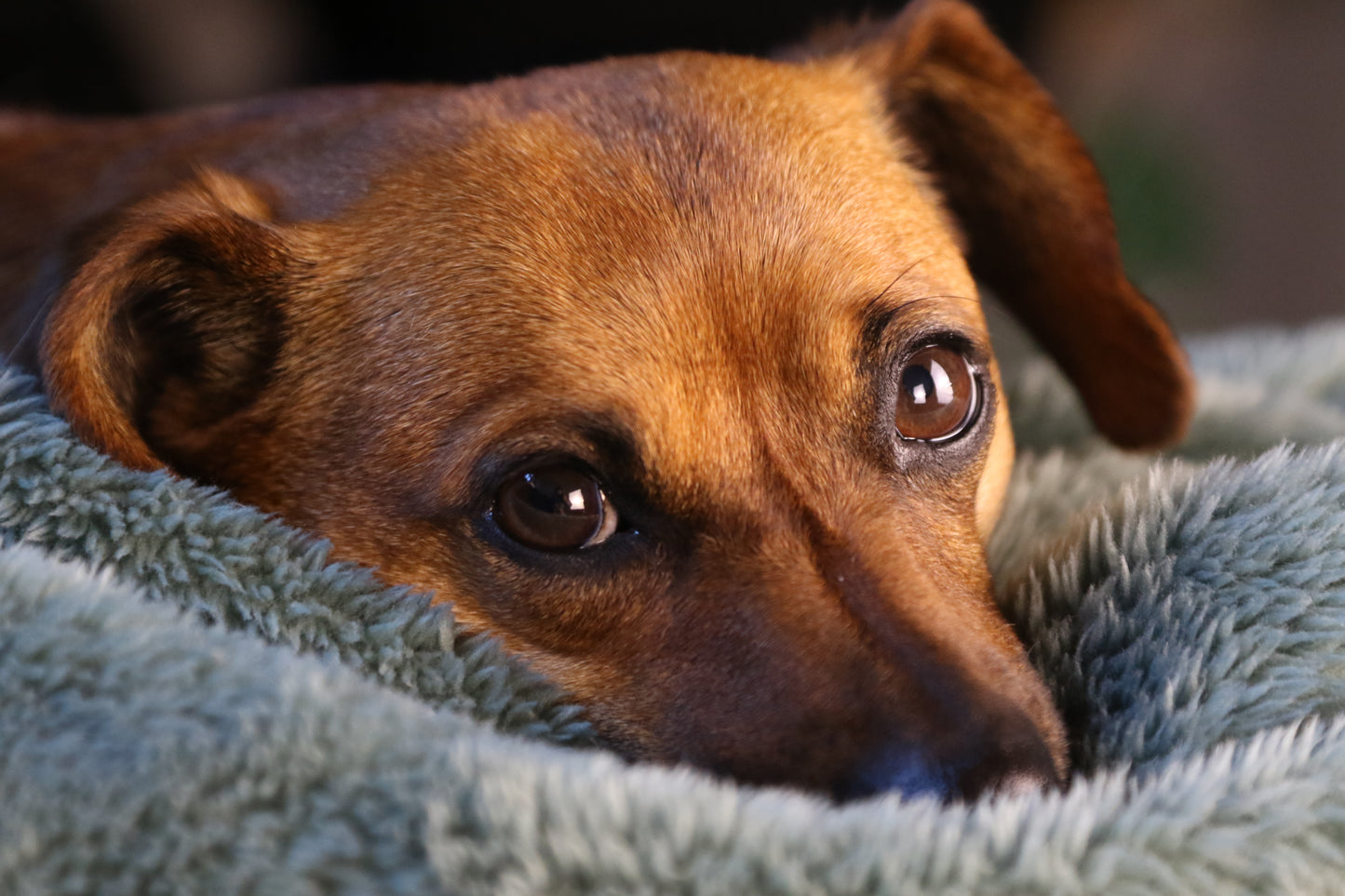 Custom Line Art Pet Portrait Print on Black Background