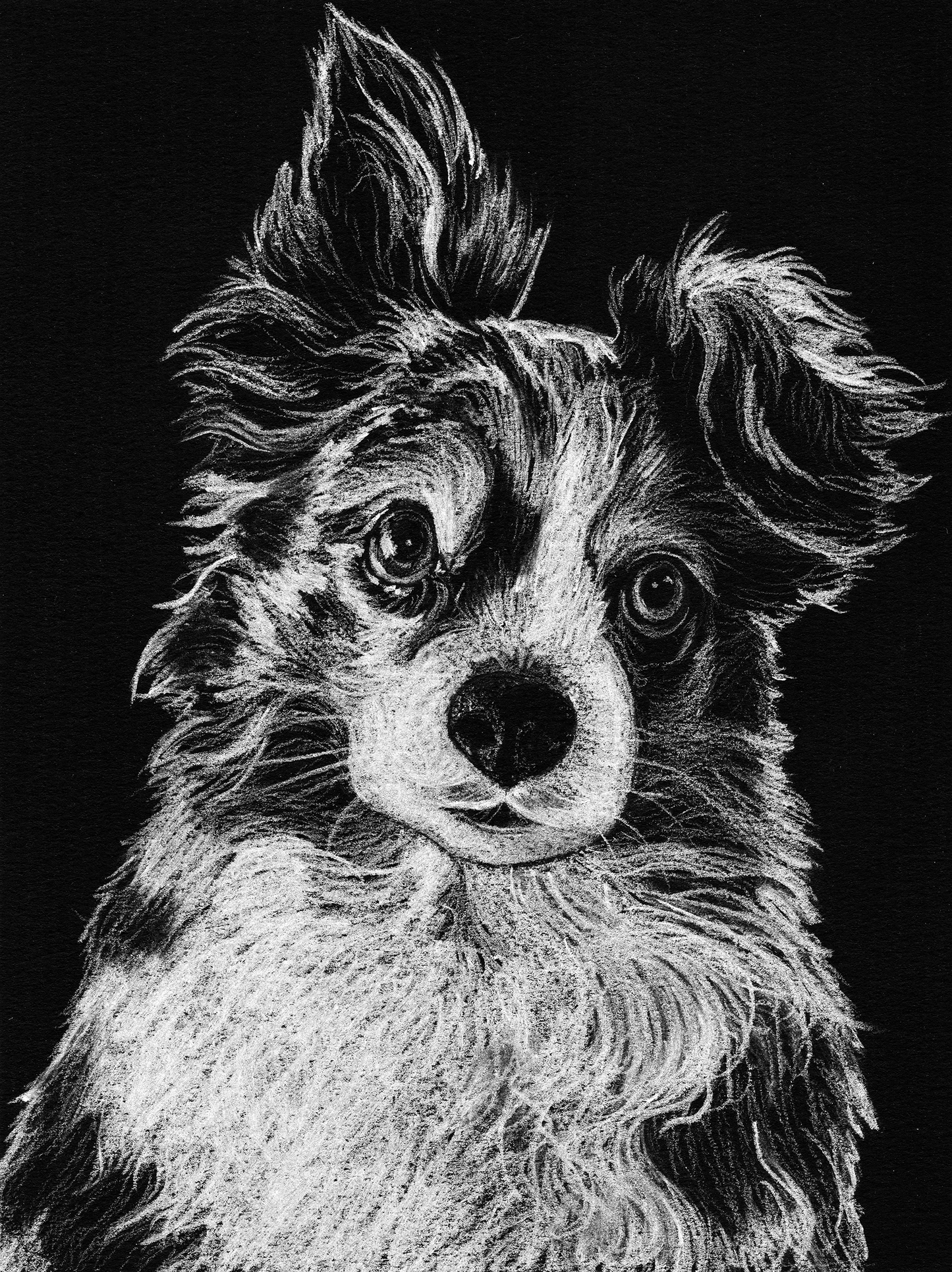 Custom White Charcoal Pet Portrait on Black Paper