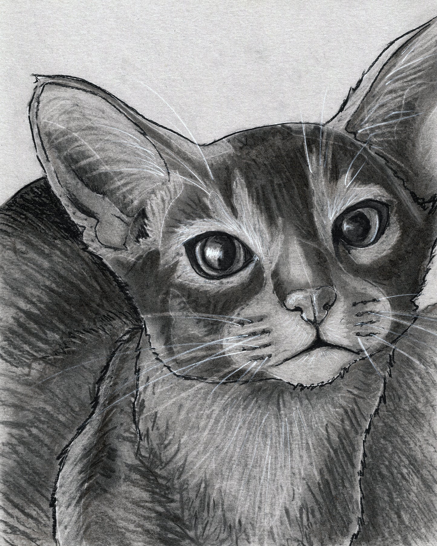 Custom Charcoal Pet Portrait on Gray Paper
