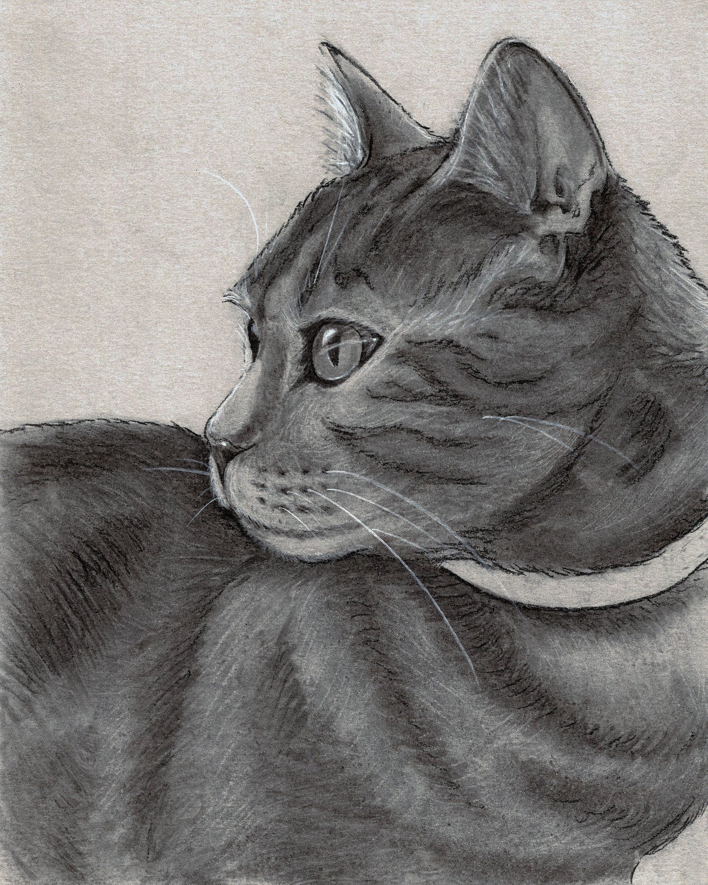 Custom Charcoal Pet Portrait on Gray Paper