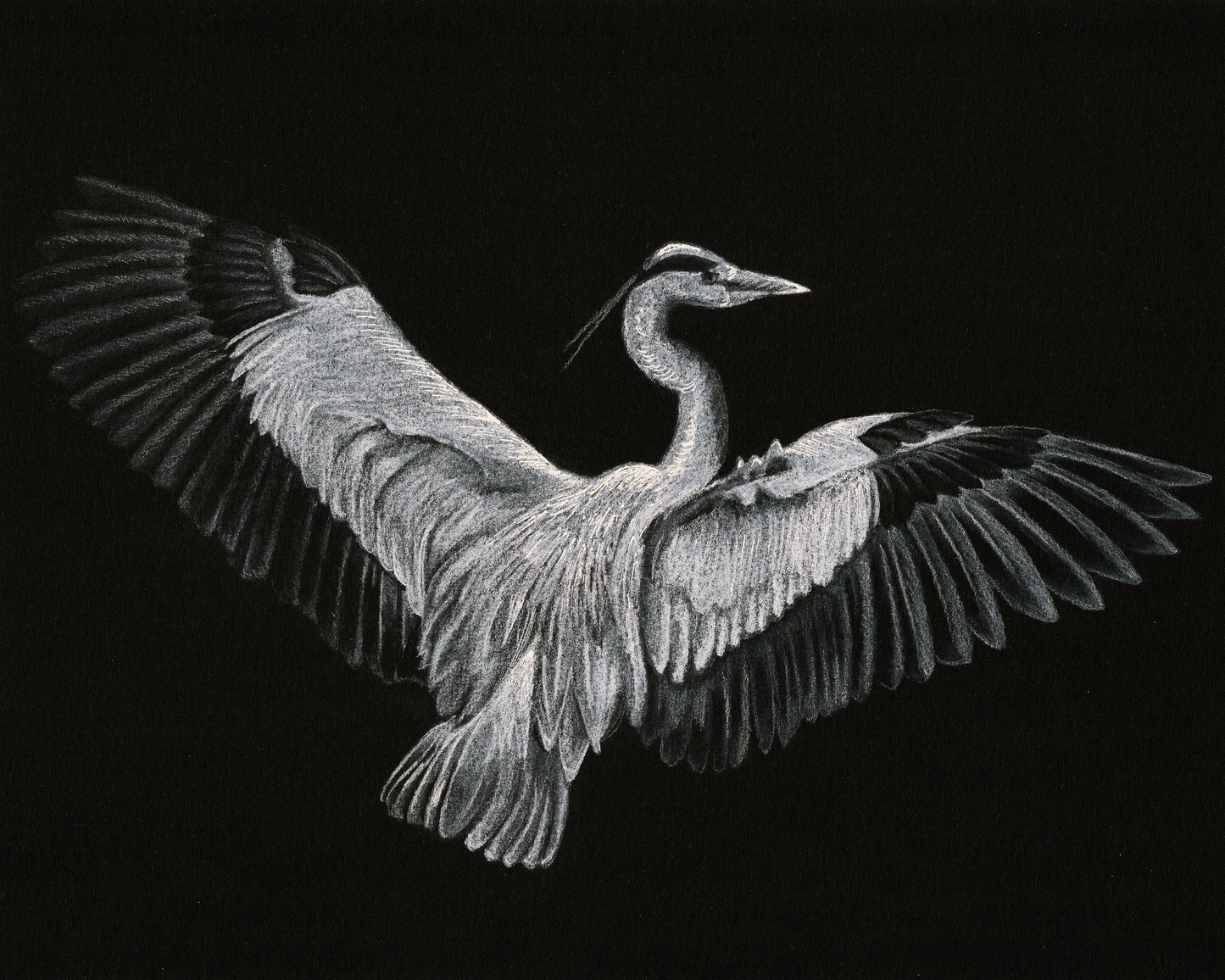 Custom White Charcoal Pet Portrait on Black Paper